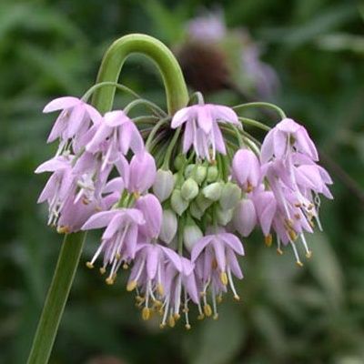 Ail penché - Leaderplant