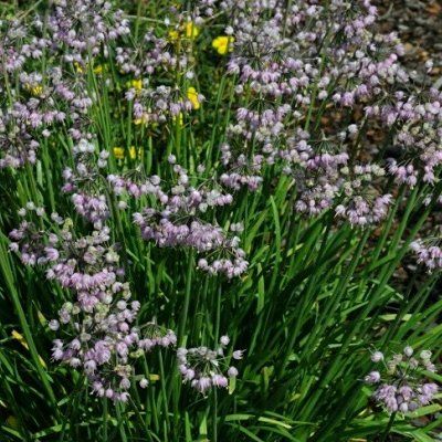 Ail penché - Leaderplant