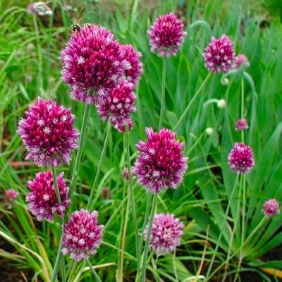 Ail Rocambole - Leaderplant