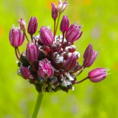 Ail Rocambole - Leaderplant