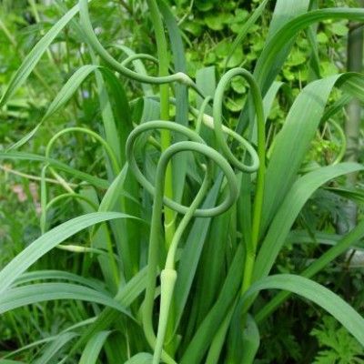 Ail Rocambole - Leaderplant