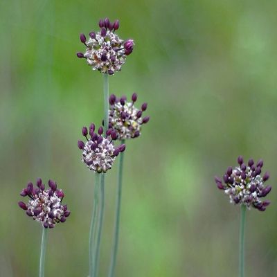 Ail Rocambole - Leaderplant