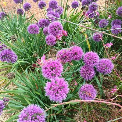 Ail d'ornement Lavender Bubbles ®  - Leaderplant