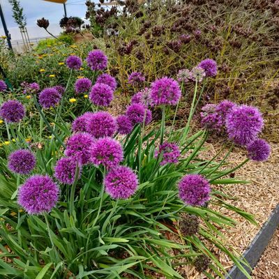 Ail d'ornement Lavender Bubbles ®  - Leaderplant