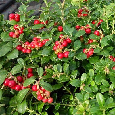 Airelle rouge Red Pearl - Leaderplant