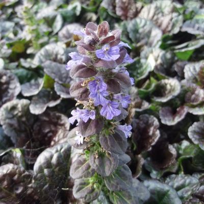 Bugle rampant Black Scallop - Ajuga - Leaderplant