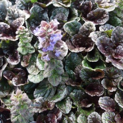 Bugle rampant Black Scallop - Ajuga - Leaderplant