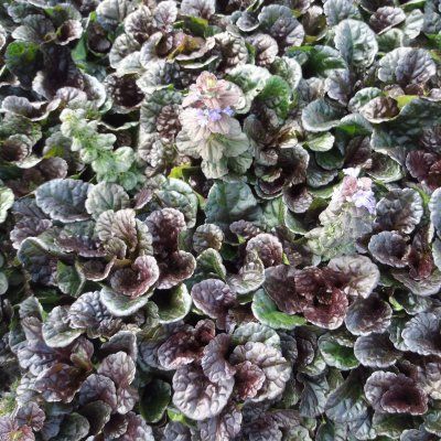 Bugle rampant Black Scallop - Ajuga - Leaderplant