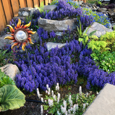 Bugle rampant Blueberry Muffin ®  - Leaderplant