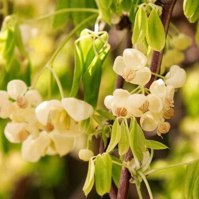 Akébie Shirobana - Leaderplant