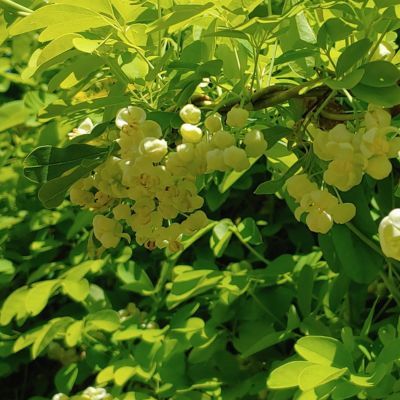 Akébie Shirobana - Leaderplant