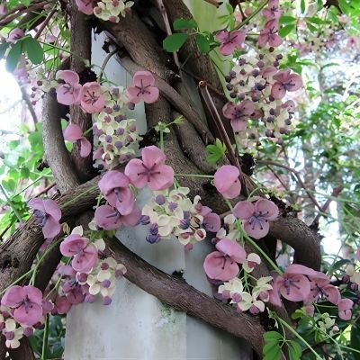 Akébie SilverBell - Leaderplant