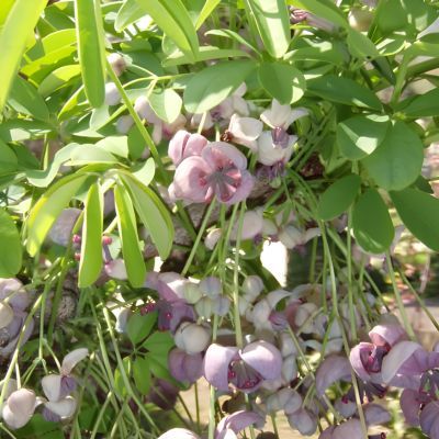 Akébie SilverBell - Leaderplant