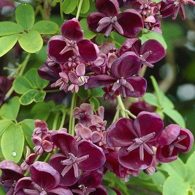 Akebia - Leaderplant