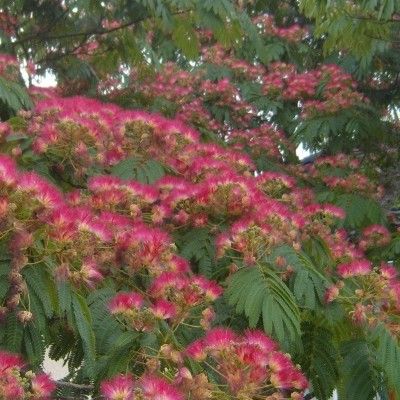 Albizia Ombrella ® - Arbre à Soie - Leaderplant