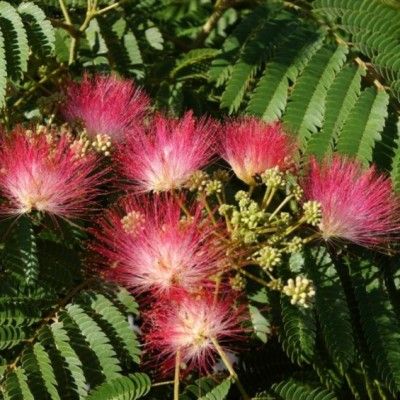 Albizia Ombrella ® - Arbre à Soie - Leaderplant