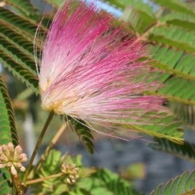 Albizia rose - Arbre à Soie - Mimosa de Constantinople Ernest Wilson - Leaderplant