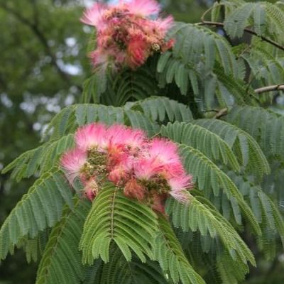 Albizia rose - Arbre à Soie - Mimosa de Constantinople Ernest Wilson - Leaderplant