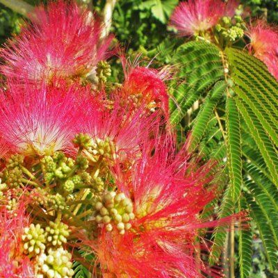 Albizia Rouge - Arbre à Soie - Leaderplant