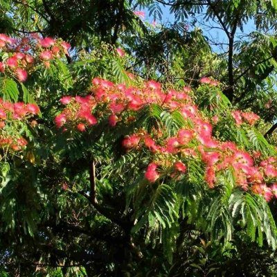 Albizia Rouge - Arbre à Soie - Leaderplant