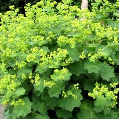 Alchemille - Leaderplant