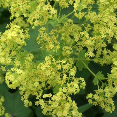 Alchemille - Leaderplant