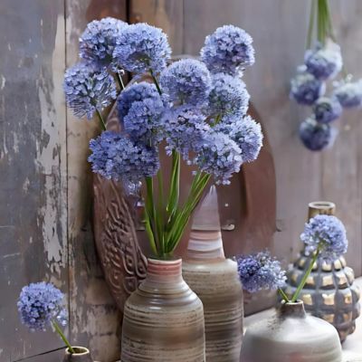 Ail Bleu d'ornement  - Leaderplant