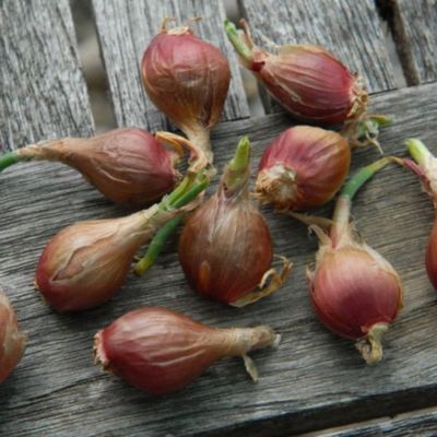 Oignon Perpétuel Rocambole - Leaderplant