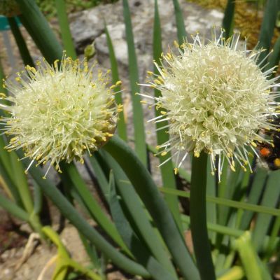 Oignon Perpétuel Rocambole - Leaderplant