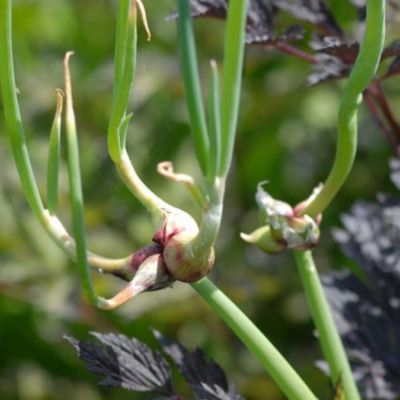 Oignon Perpétuel Rocambole - Leaderplant