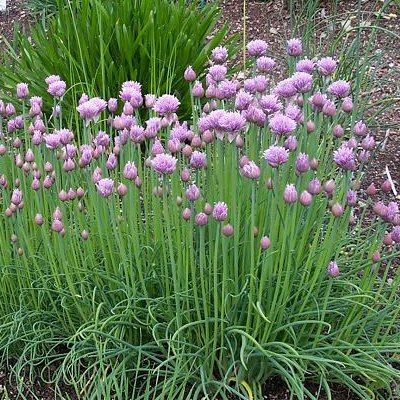 Ciboulette - Leaderplant