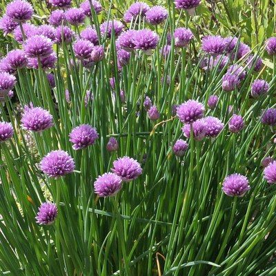 Ciboulette - Leaderplant