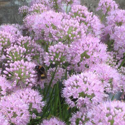 Ail d'ornement In Orbit - Leaderplant