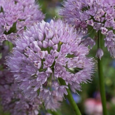 Ail d'ornement In Orbit - Leaderplant