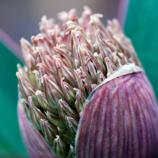 Ail du Turkestan - Leaderplant