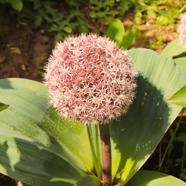 Ail du Turkestan - Leaderplant