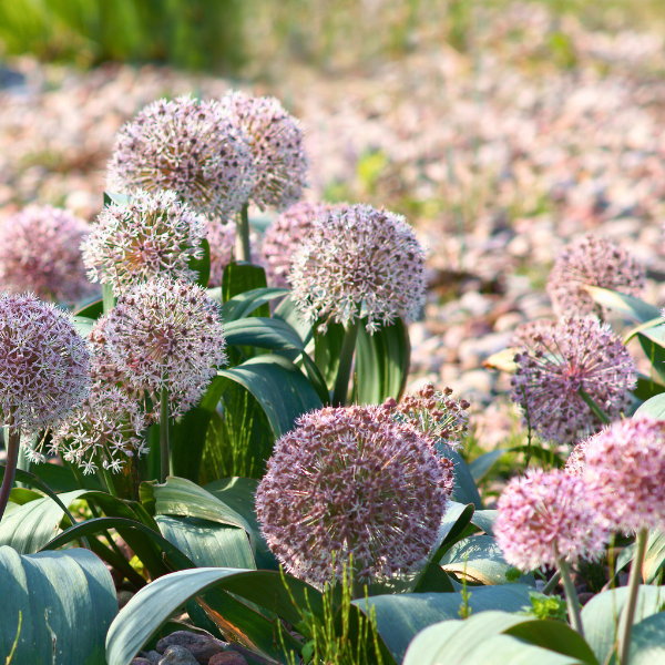 Ail du Turkestan - Leaderplant
