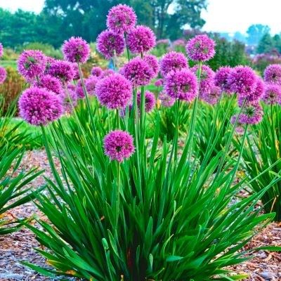 Ail d'ornement Lavender Bubbles ®  - Leaderplant