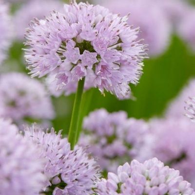 Ail d'ornement Little Sapphire ® - Leaderplant