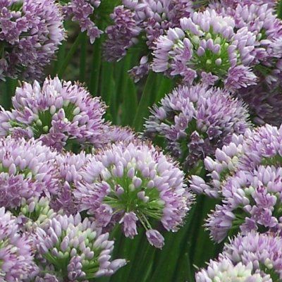 Ail d'ornement Little Sapphire ® - Leaderplant