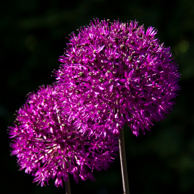 Ail d’ornement violet   - Leaderplant