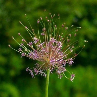 Ail de Schuber - Leaderplant