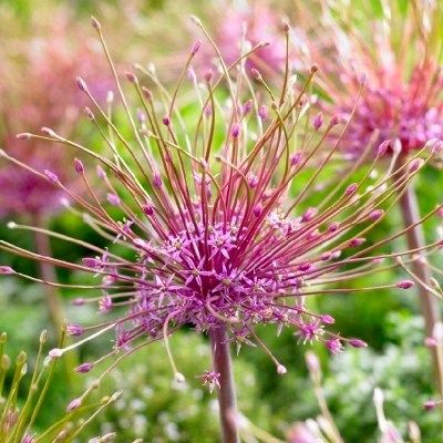 Ail de Schuber - Leaderplant