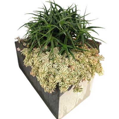 Aloé Arbustif Striatula - Leaderplant