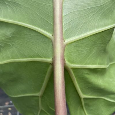 Alocasia Macro Borneo Giant Pink Stem - Leaderplant
