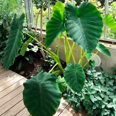 Alocasia Macro Borneo Giant Pink Stem - Leaderplant