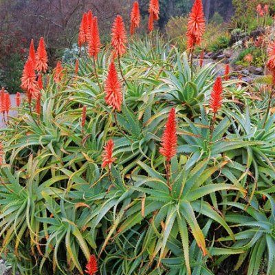 Aloé arborescent - Leaderplant
