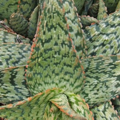 Aloé rauhii flocon de neige - Leaderplant