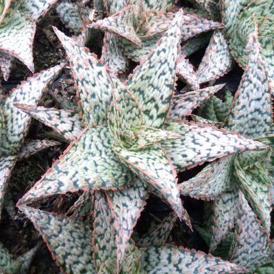 Aloé rauhii flocon de neige - Leaderplant