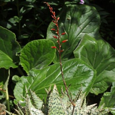 Aloé rauhii flocon de neige - Leaderplant